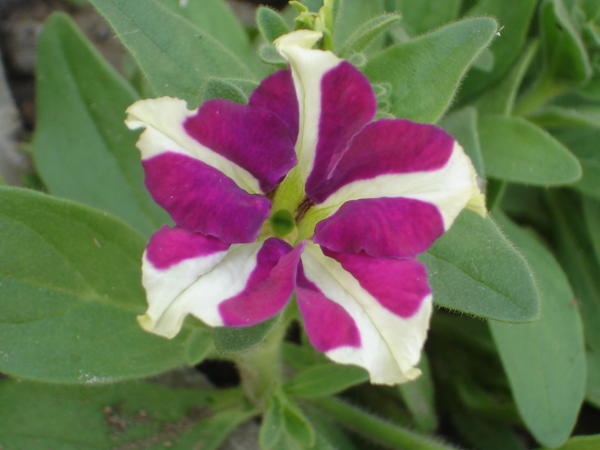 DSC07501