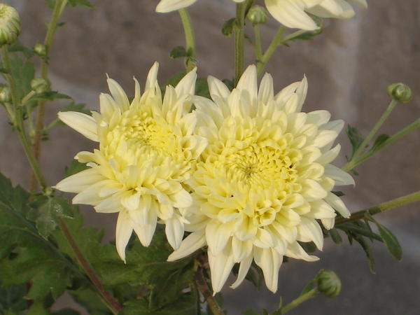 DSC07503