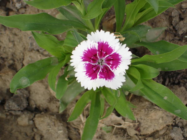 DSC07505