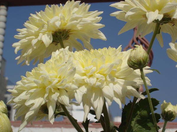 DSC07520