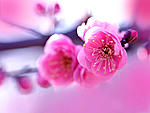 Beautiful flowers wallpaper