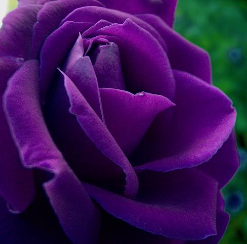 Poisoned Purple Petals by vCstrange