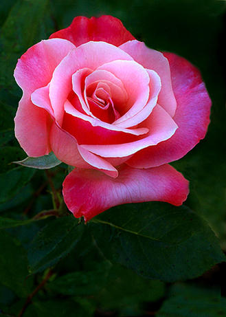 2 color magic rose