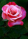 2 color magic rose