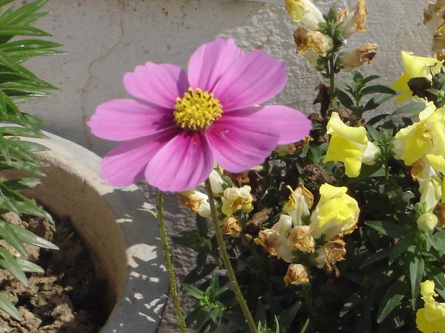 DSC07786