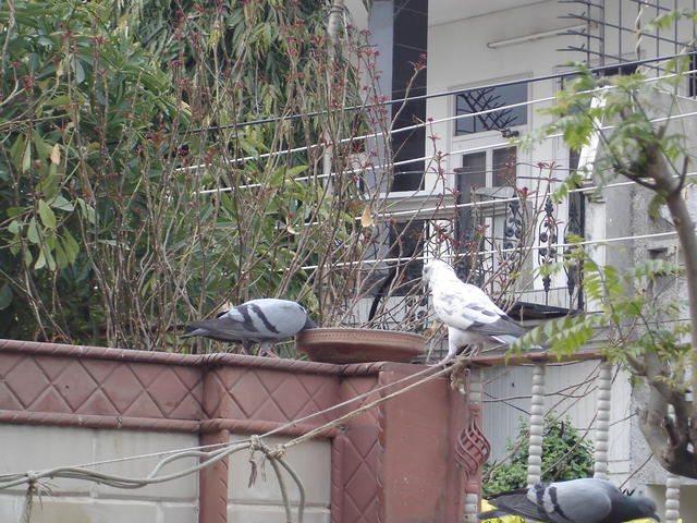 DSC07788