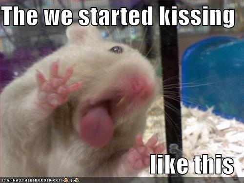 funny pictures hamster kiss glass