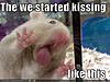 funny pictures hamster kiss glass