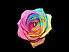 pretty3