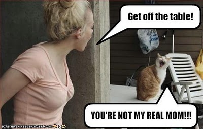 funny pictures cat and human argue