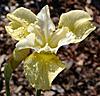 IrisSibirica VeinsOfGold sm