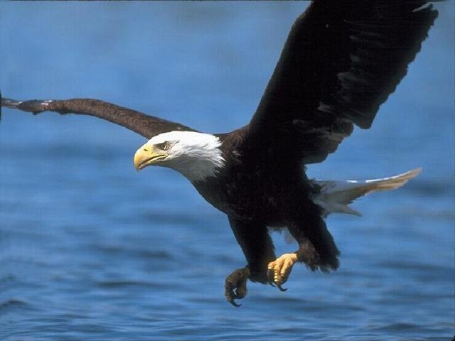 let me fly to your eye