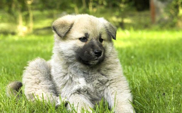 My puppy milo (2)