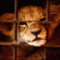 ppexplorer's Avatar