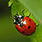 coccinellaseptempunctata's Avatar