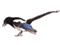 magpie's Avatar